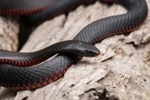 red bellied black snake, snake, animal, reptile, redbelly snake, wildlife, scales, wild, nature, australia, closeup, snake, snake, snake, snake, snake